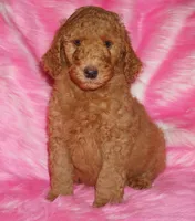 Mediums coming soon!!, a  Labradoodle for sale in La Habra, CA – 2 of 5