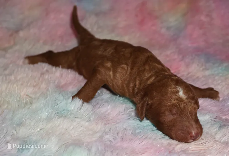 red tuxedo  girl – Labradoodle puppy for sale in La Habra, CA