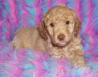 SALE-medium multigen apricot, a female Labradoodle for sale in La Habra, CA – 1 of 7