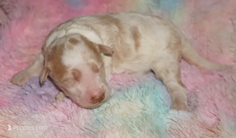 parti girl – Labradoodle puppy for sale in La Habra, CA