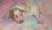parti girl, a female Labradoodle for sale in La Habra, CA – 1 of 1