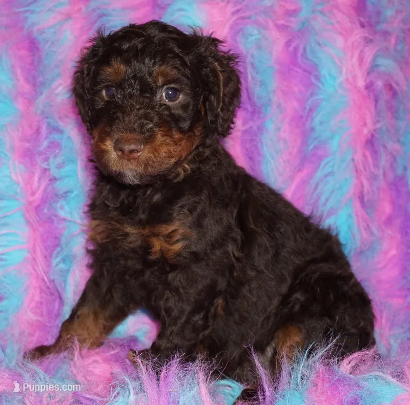 SALE medium multigen choc phantom 1 – Labradoodle puppy for sale in La Habra, CA