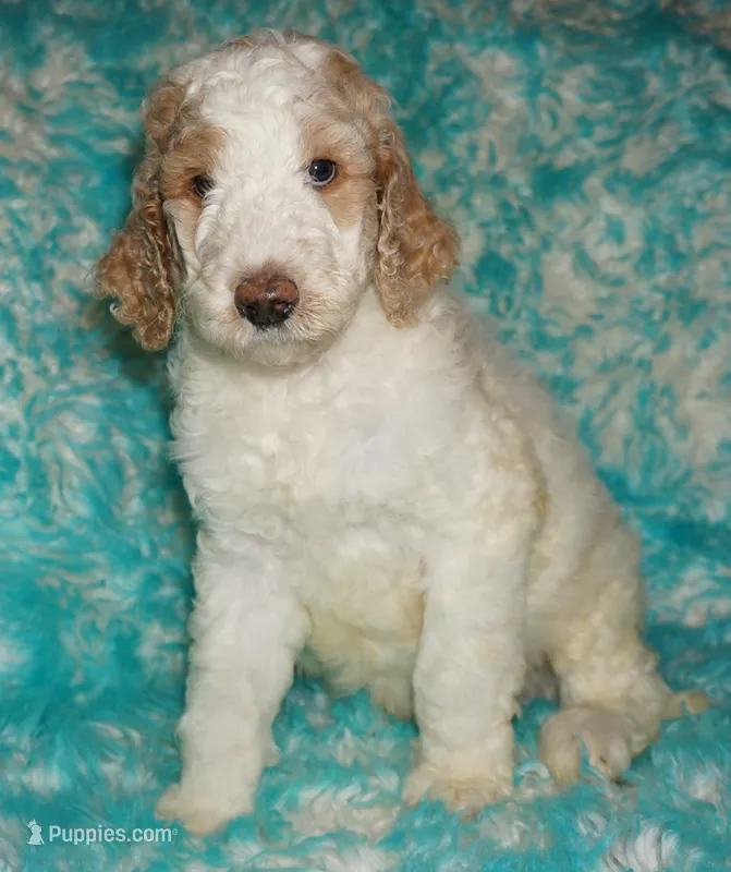 SALE parti boy – Labradoodle puppy for sale in La Habra, CA