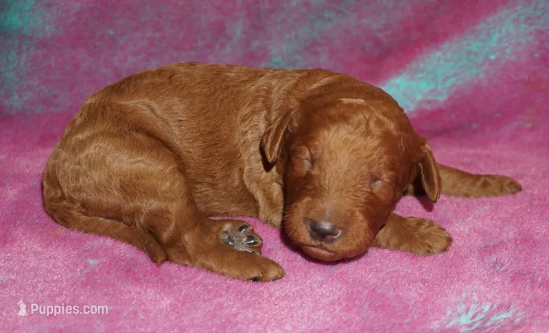 red girl 3 – Labradoodle puppy for sale in La Habra, CA