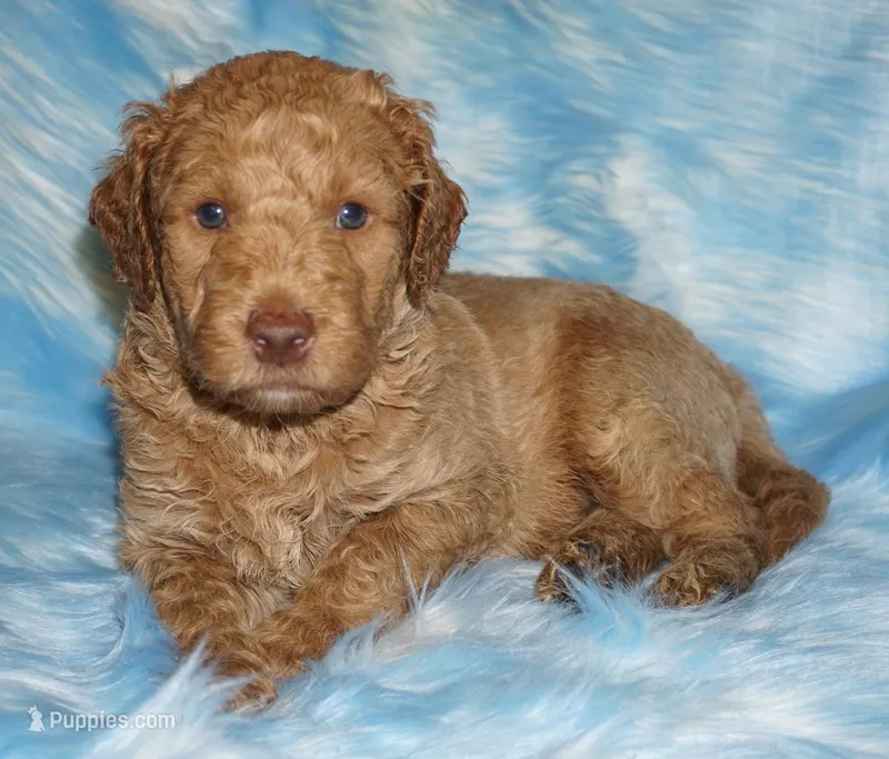 medium multigen apricot 3 – Labradoodle puppy for sale in La Habra, CA