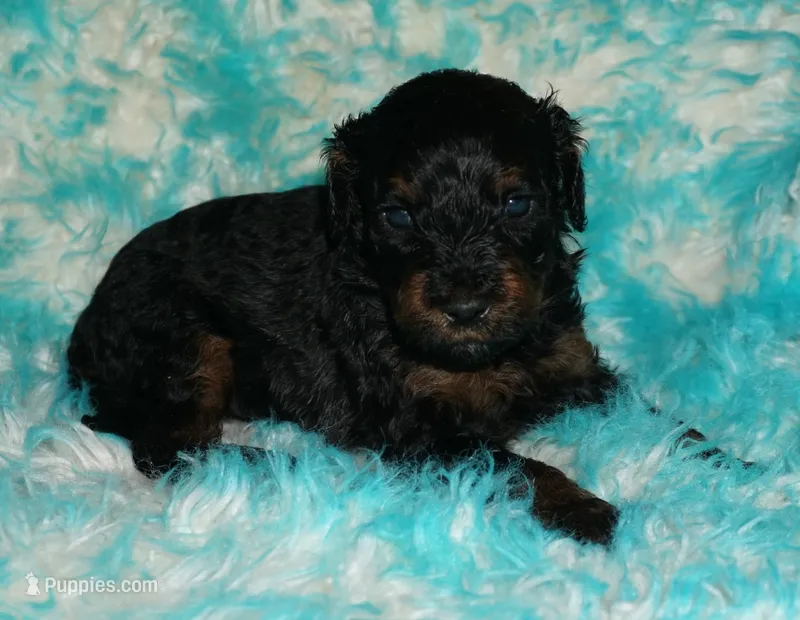 medium multigen phantom – Labradoodle puppy for sale in La Habra, CA