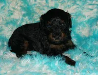 SALE medium multigen phantom, a female Labradoodle for sale in La Habra, CA – 3 of 6