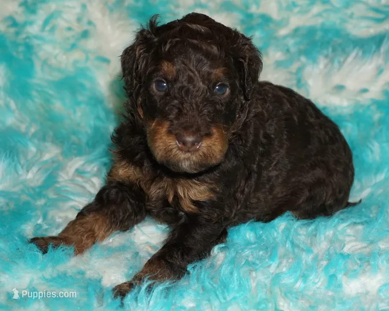 medium multigen choc phan 2 – Labradoodle puppy for sale in La Habra, CA
