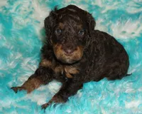 SALE medium multigen choc phan 2, a female Labradoodle for sale in La Habra, CA – 3 of 6