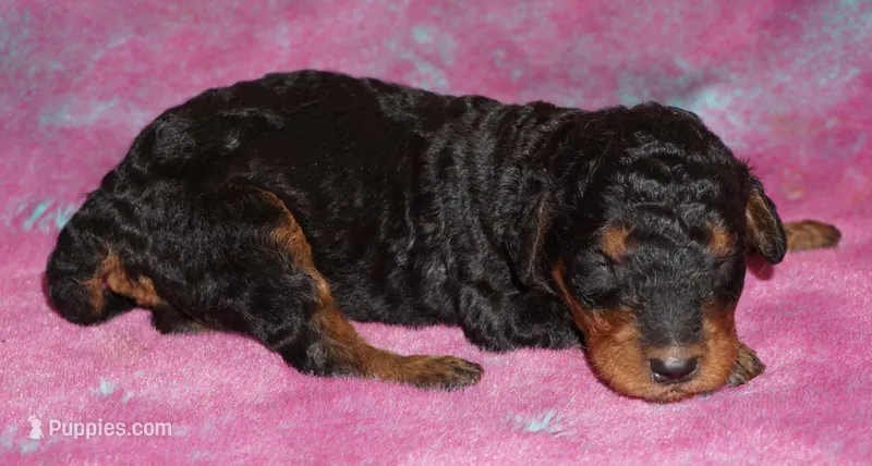 phantom boy – Labradoodle puppy for sale in La Habra, CA