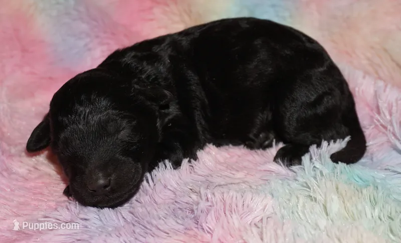 black 1 – Labradoodle puppy for sale in La Habra, CA