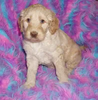 processed/4434b3f3-4a36-4f2e-903b-aea44c2f2ae7/listing/9b234735-78d8-4ad0-93cf-0252b012b795/61ac9500-59aa-4ad5-b2cf-ec1883f1cead