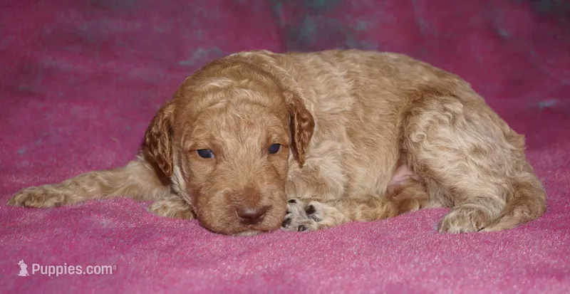 Medium multigen apricot 1 – Labradoodle puppy for sale in La Habra, CA