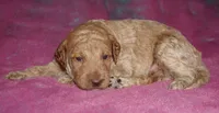 Medium multigen apricot 1, a male Labradoodle for sale in La Habra, CA – 1 of 3