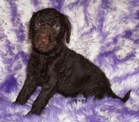 sale-brown boy, a male Labradoodle for sale in La Habra, CA – 7 of 8