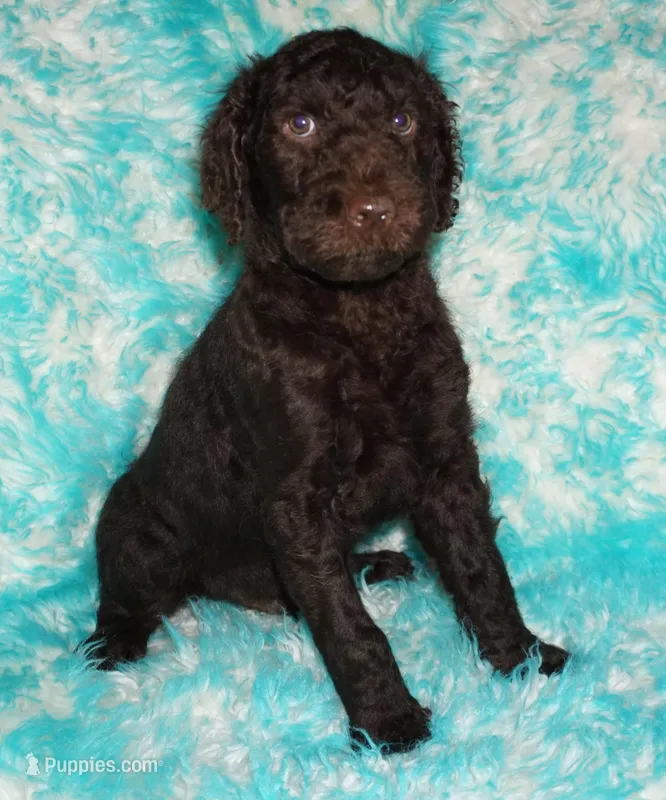 sale-brown boy – Labradoodle puppy for sale in La Habra, CA
