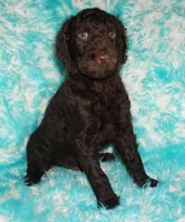 sale-brown boy, a male Labradoodle for sale in La Habra, CA – 2 of 8