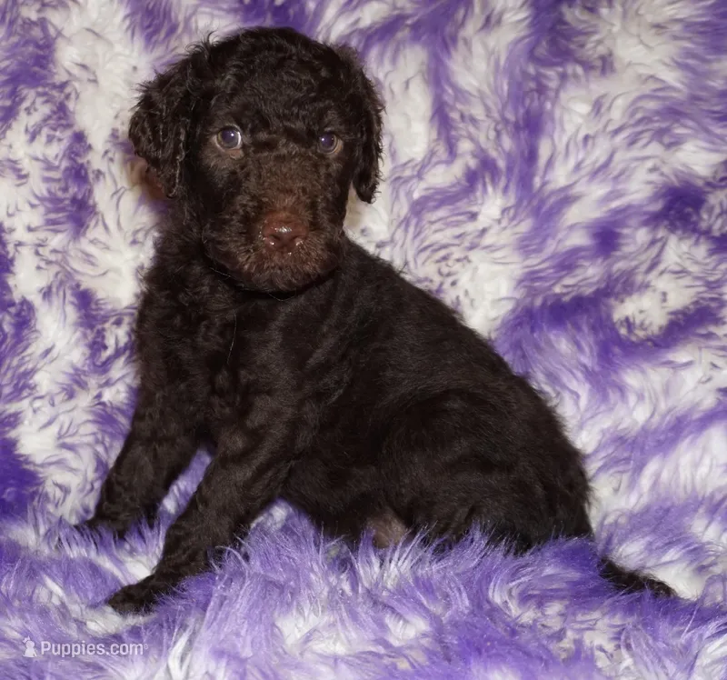 sale-brown boy – Labradoodle puppy for sale in La Habra, CA
