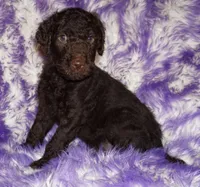 sale-brown boy, a male Labradoodle for sale in La Habra, CA – 4 of 8