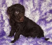 sale-brown boy, a male Labradoodle for sale in La Habra, CA – 8 of 8