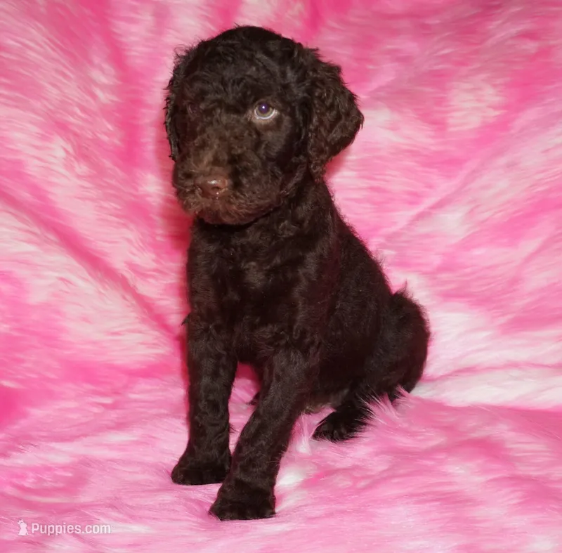 sale-brown boy – Labradoodle puppy for sale in La Habra, CA