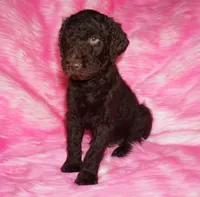 sale-brown boy, a male Labradoodle for sale in La Habra, CA – 3 of 8