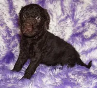 sale-brown boy, a male Labradoodle for sale in La Habra, CA – 6 of 8