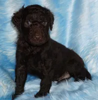 sale-brown boy, a male Labradoodle for sale in La Habra, CA – 5 of 8