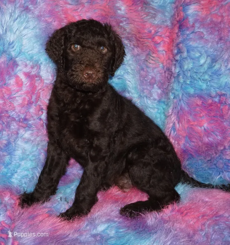 sale-brown boy – Labradoodle puppy for sale in La Habra, CA