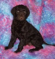 sale-brown boy, a male Labradoodle for sale in La Habra, CA – 1 of 8