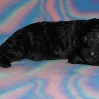 SALE black f, a female Labradoodle for sale in La Habra, CA – Photo 2 of 2