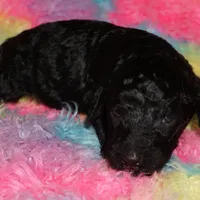 SALE black f, a female Labradoodle for sale in La Habra, CA – Photo 1 of 2