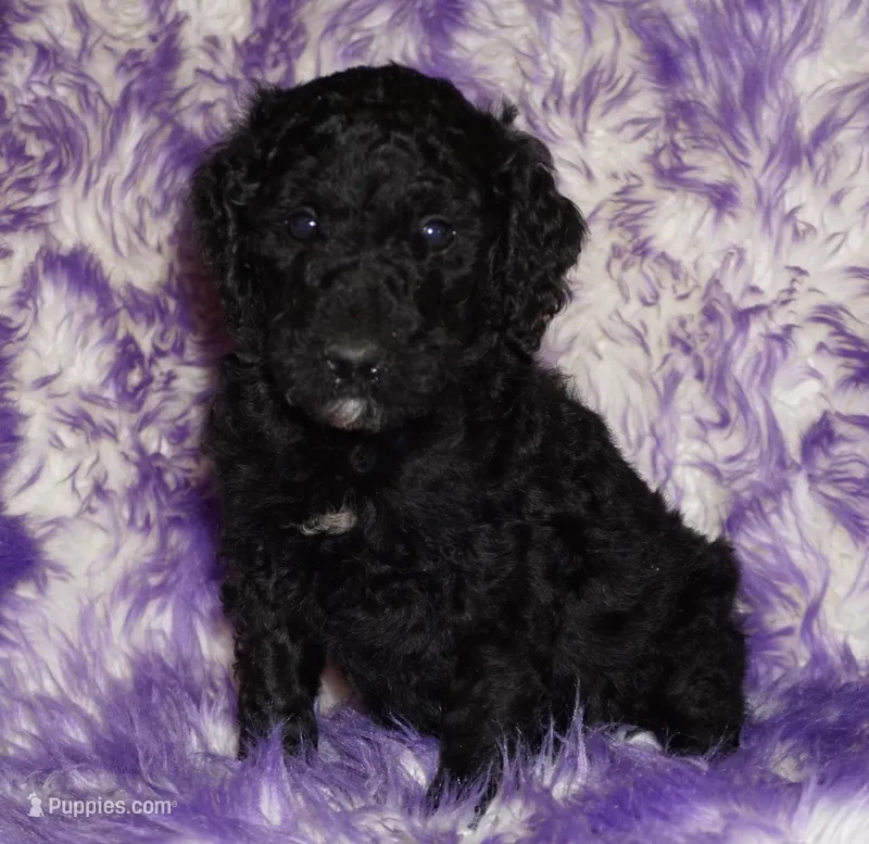 SALE black m SALE – Labradoodle puppy for sale in La Habra, CA