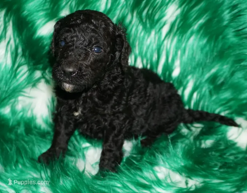 black m SALE – Labradoodle puppy for sale in La Habra, CA