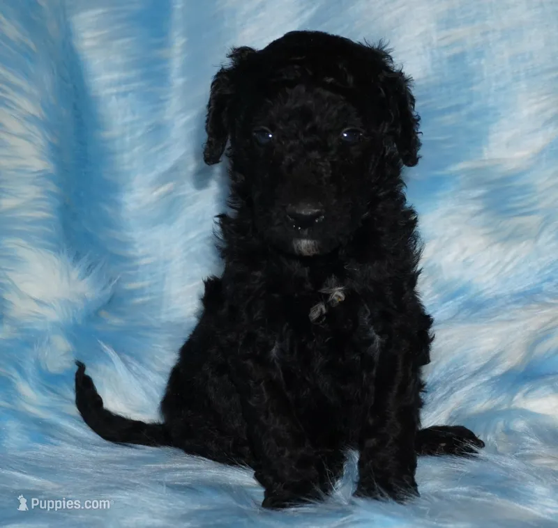 SALE black m SALE – Labradoodle puppy for sale in La Habra, CA