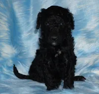 SALE black m SALE, a male Labradoodle for sale in La Habra, CA – Photo 1 of 5