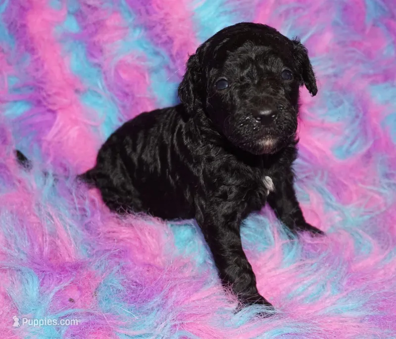 black m – Labradoodle puppy for sale in La Habra, CA