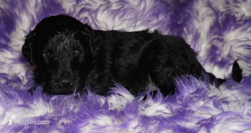 black 1 – Labradoodle puppy for sale in La Habra, CA