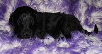 black 1 SALE, a male Labradoodle for sale in La Habra, CA – 1 of 4