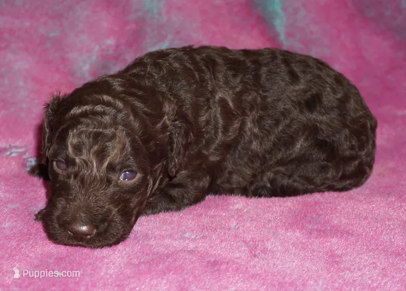medium multigen chocolate – Labradoodle puppy for sale in La Habra, CA