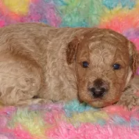 light apricot, a male Labradoodle for sale in La Habra, CA – Photo 2 of 6