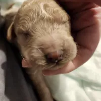 light apricot, a male Labradoodle for sale in La Habra, CA – Photo 5 of 6