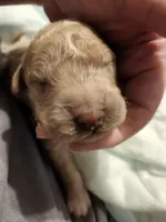 light apricot, a male Labradoodle for sale in La Habra, CA – Photo 2 of 3