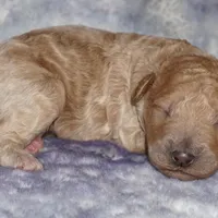 light apricot, a male Labradoodle for sale in La Habra, CA – Photo 4 of 6