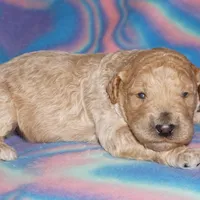 light apricot, a male Labradoodle for sale in La Habra, CA – Photo 3 of 6