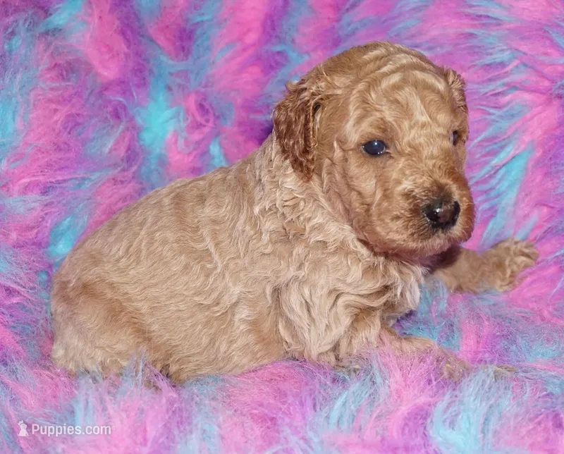 light apricot – Labradoodle puppy for sale in La Habra, CA