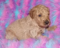 light apricot, a male Labradoodle for sale in La Habra, CA – Photo 1 of 6