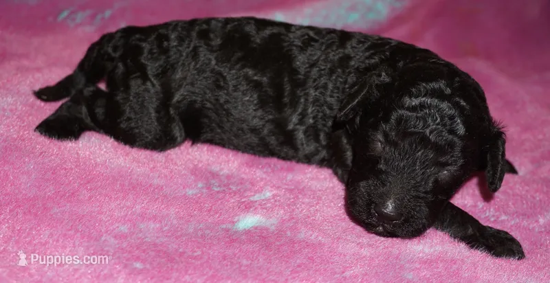 black girl – Labradoodle puppy for sale in La Habra, CA