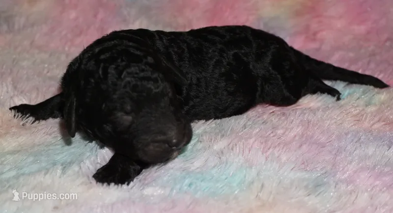 black boy – Labradoodle puppy for sale in La Habra, CA
