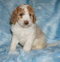 SALE parti medium size, a female Labradoodle for sale in La Habra, CA – 1 of 6